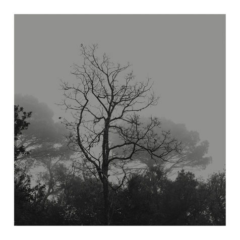 arbol hiedra camino (20).jpg