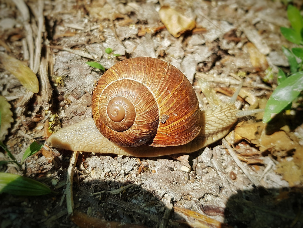 Wahrscheinlich eine Weinbergschnecke am Wegesrand mit braunem Haus und hellem Körper.