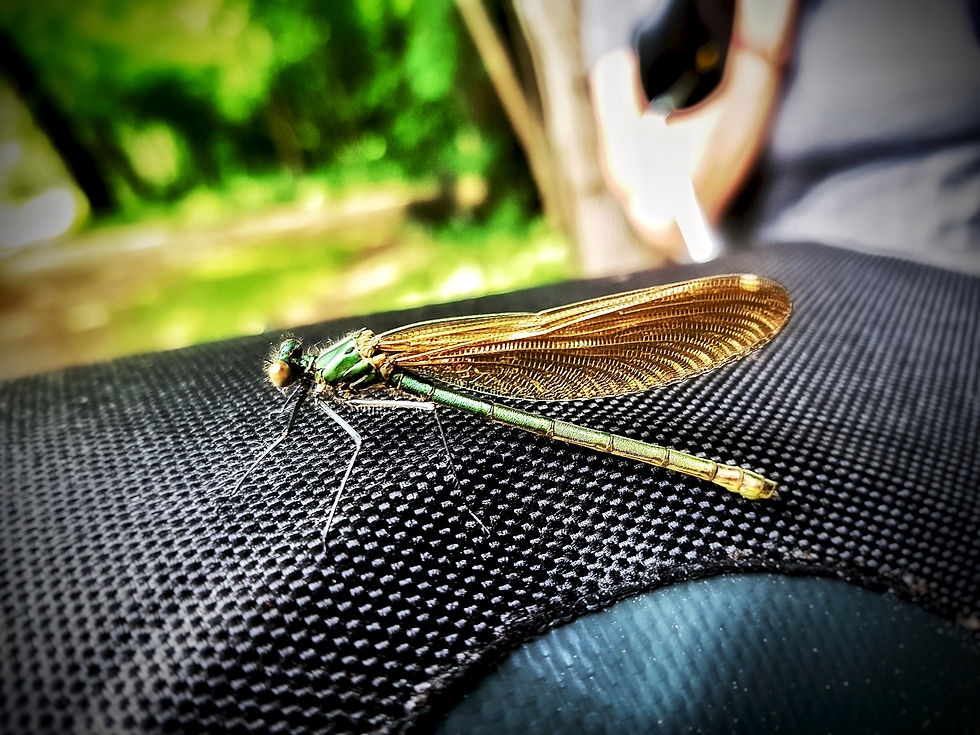 Eine Libelle begleitet uns auf einer Fahrradlenkertasche.