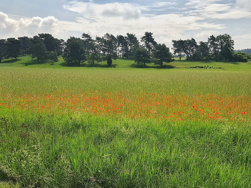 Am Horizont ein paar grüne Bäume. Blauer Himmel, der durch ein paar wehende Wolken verdeckt wird. Im Vordergrund eine Ackerlandschaft mit roten Mohnblumen und grüner Wiese.