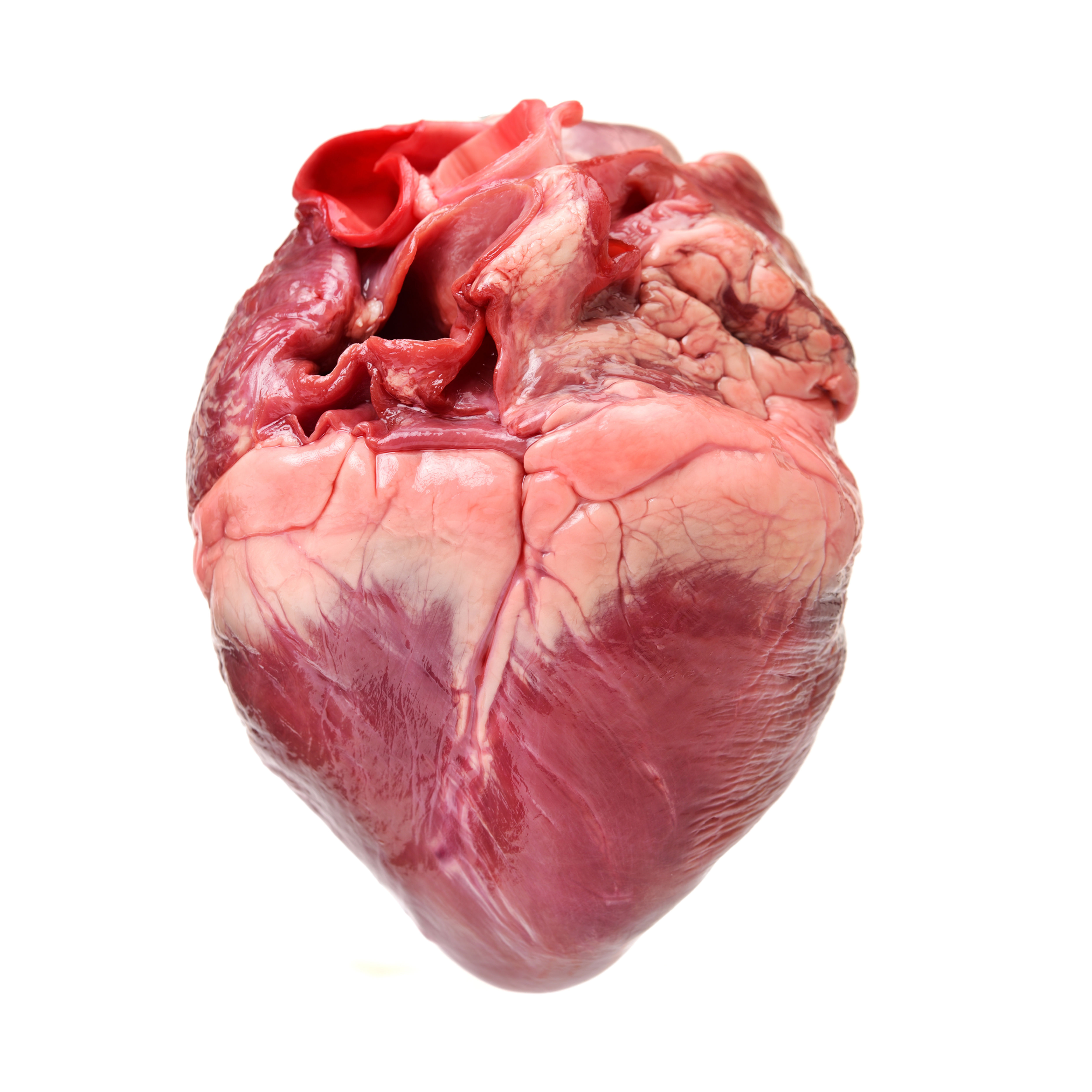 Beef Heart