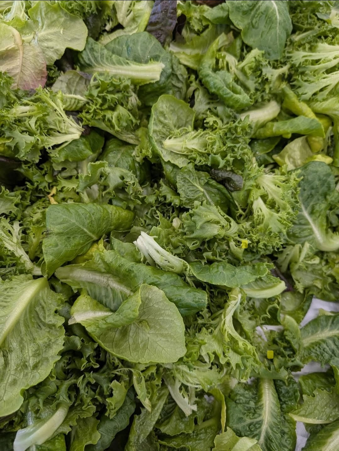 Fresh Lettuce