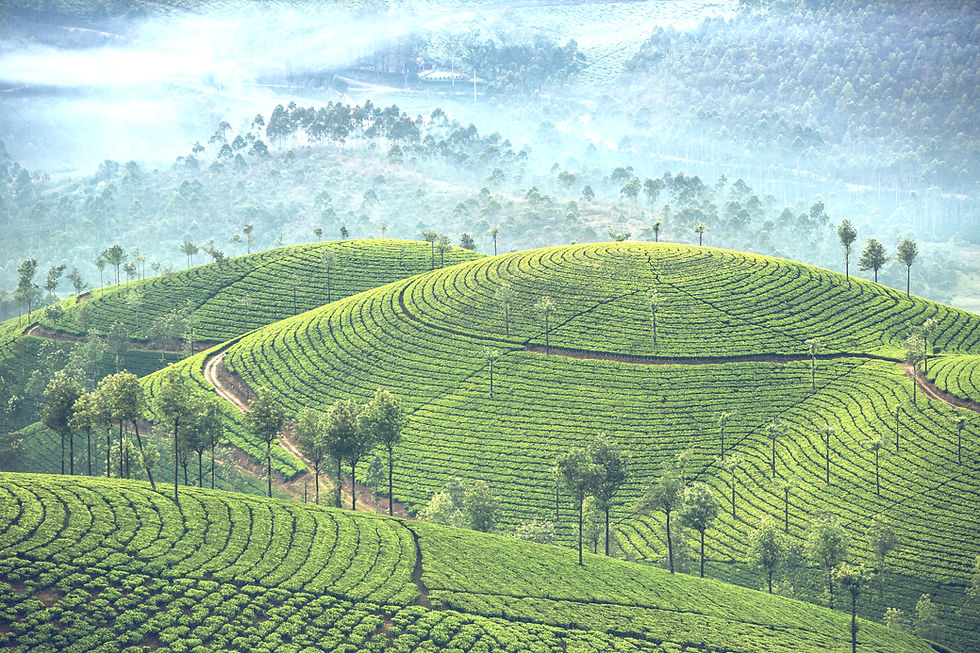 Landscape