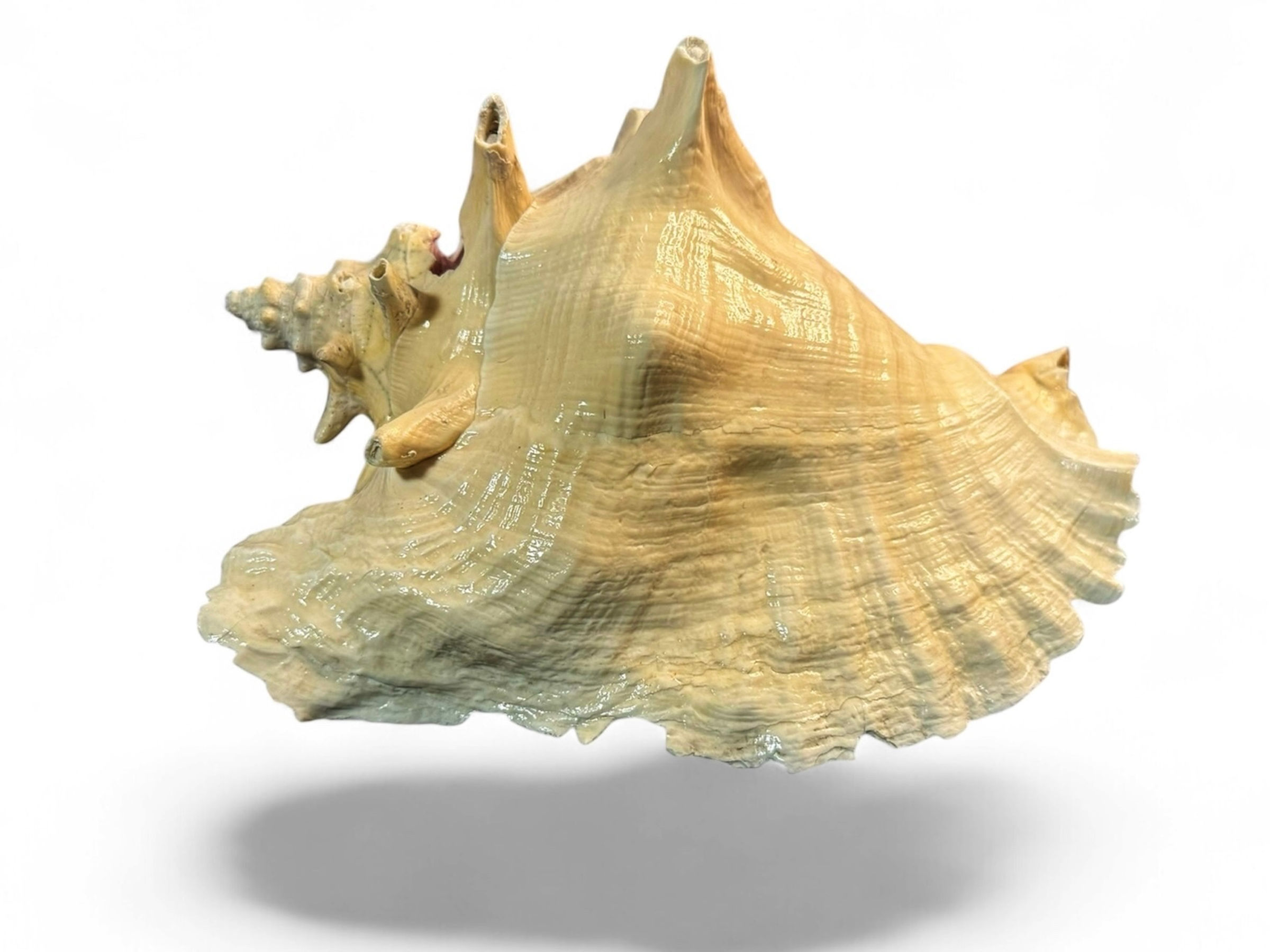 Queen Conch (hole near apex) D1