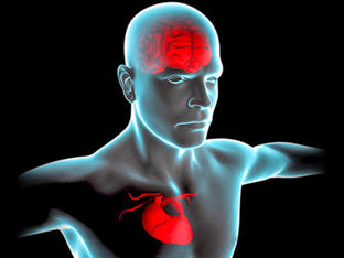 Η καρδιά-εγκέφαλος: έδρα της ψυχής του ανθρώπου