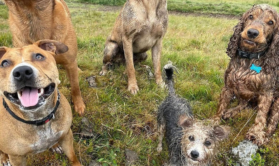 Pack Walks by Lead 'n' Lady East Renfrewshire