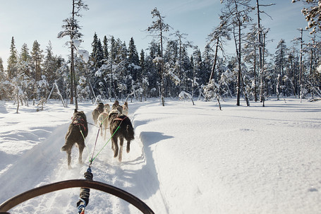 Experience a 15km ride, driven by a professional musher, through snow-crusted forests to a wilderness camp and enjoy a cup of fire-brewed coffee!