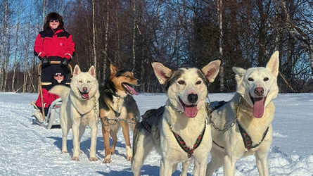 Meet the Huskies and Drive Your Own Sled. 2 km Scenic Husky Ride in Levi. Peaceful forest kennel and trails. Meet friendly dogs, explore the kennel, and enjoy warm drinks by the fire.