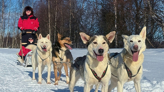 Meet the Huskies and Drive Your Own Sled. 2 km Scenic Husky Ride in Levi. Peaceful forest kennel and trails. Meet friendly dogs, explore the kennel, and enjoy warm drinks by the fire.