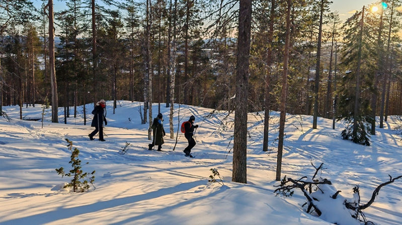 A scenic snowshoeing trip in Levi with forest trails, panoramic views, and a private fireside break