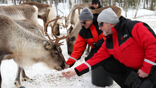 Feeding the reindeer in Levi Finland
