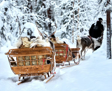 A traditional 1 km reindeer safari in Levi, with a peaceful sleigh ride through snowy forest, a local reindeer herder, hot drink and time to meet the reindeer.