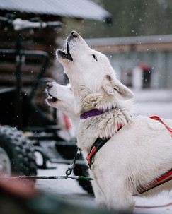 This husky tour is offered only for adults - the maximum participant amount is 10 adults or 5 sleds.