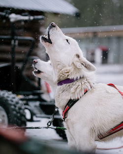 This husky tour is offered only for adults - the maximum participant amount is 10 adults or 5 sleds.