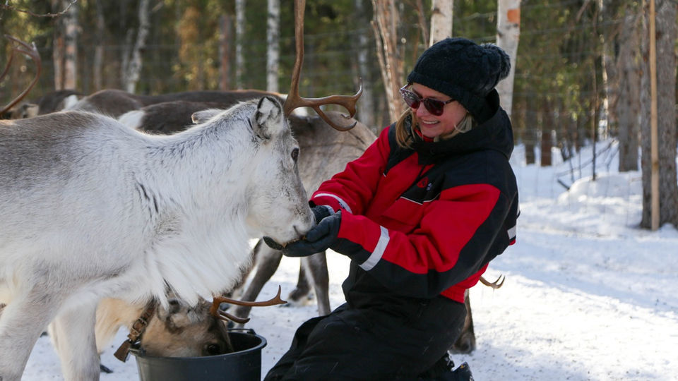 Experience the tour Reindeer Herder's Day in Levi with a snowmobile sled ride through the wilderness. Learn reindeer husbandry skills, enjoy close interaction with reindeer, and savor Lappish delicacies by the fire.