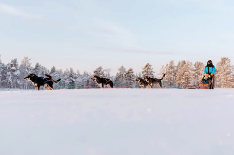 Husky Safari Rovaniemi 12-18 km self-guided. During the tour you will drive your own team of dogs for about about 12 - 18 km. There is always a chance to spend time with huskies after the safari, learn some interesting fact about sled dogs