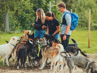 Join us for Alaskan Huskies kennel visit in Levi and enjoy a free run dogs experience. 