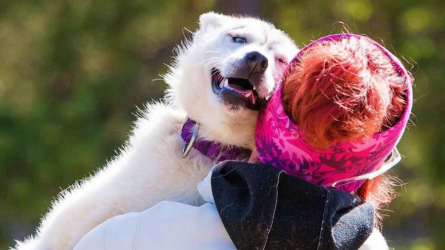 Walk with huskies, enjoy pancakes by the river, and visit a family-run kennel near Levi. A peaceful summer–autumn Lapland escape with Arctic dogs.
