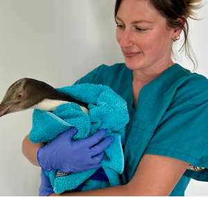 biodiversity bird rehabilitation