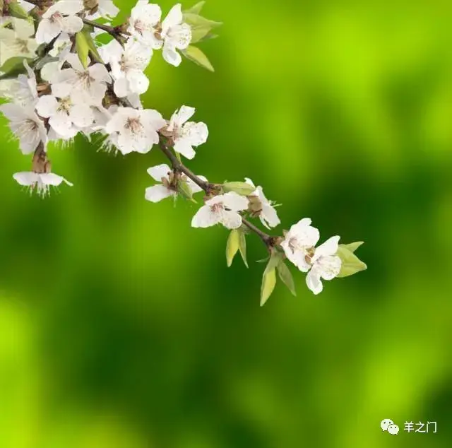为什么试炼临到约伯？