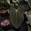 Thumbnail: Anthurium Besseae Aff x Ace Of Spades
