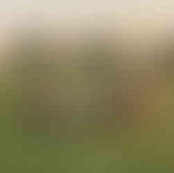 Sheep grazing at Low Hall Farm