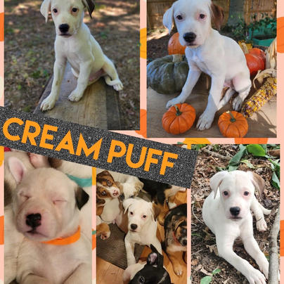 Cream Puff.jpeg