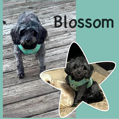 Blossom.jpeg
