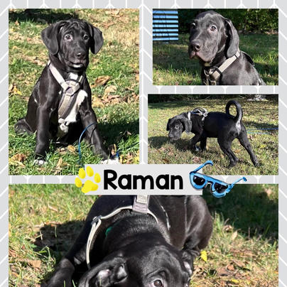 raman photo update.jpeg
