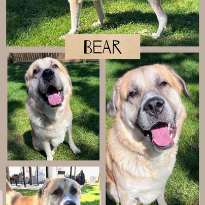 Bear.jpeg