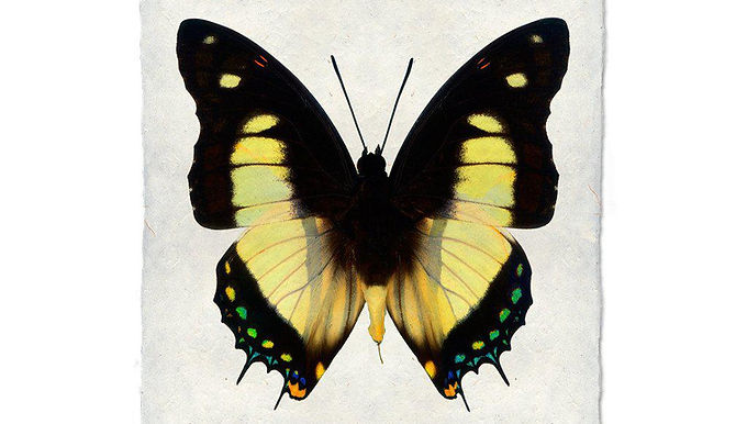 Butterfly #5 Wall Art  Barloga Studios