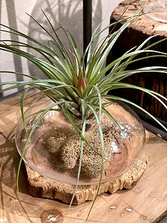 bonsai tree supplies near me AVERGO Bonsai Tree Kit Classic - 5X Unique Japanese Bonzai Trees