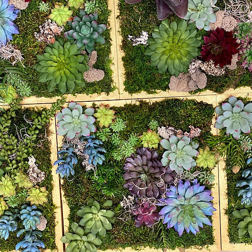 Succulents & Wall Art | Botanica Cincinnati