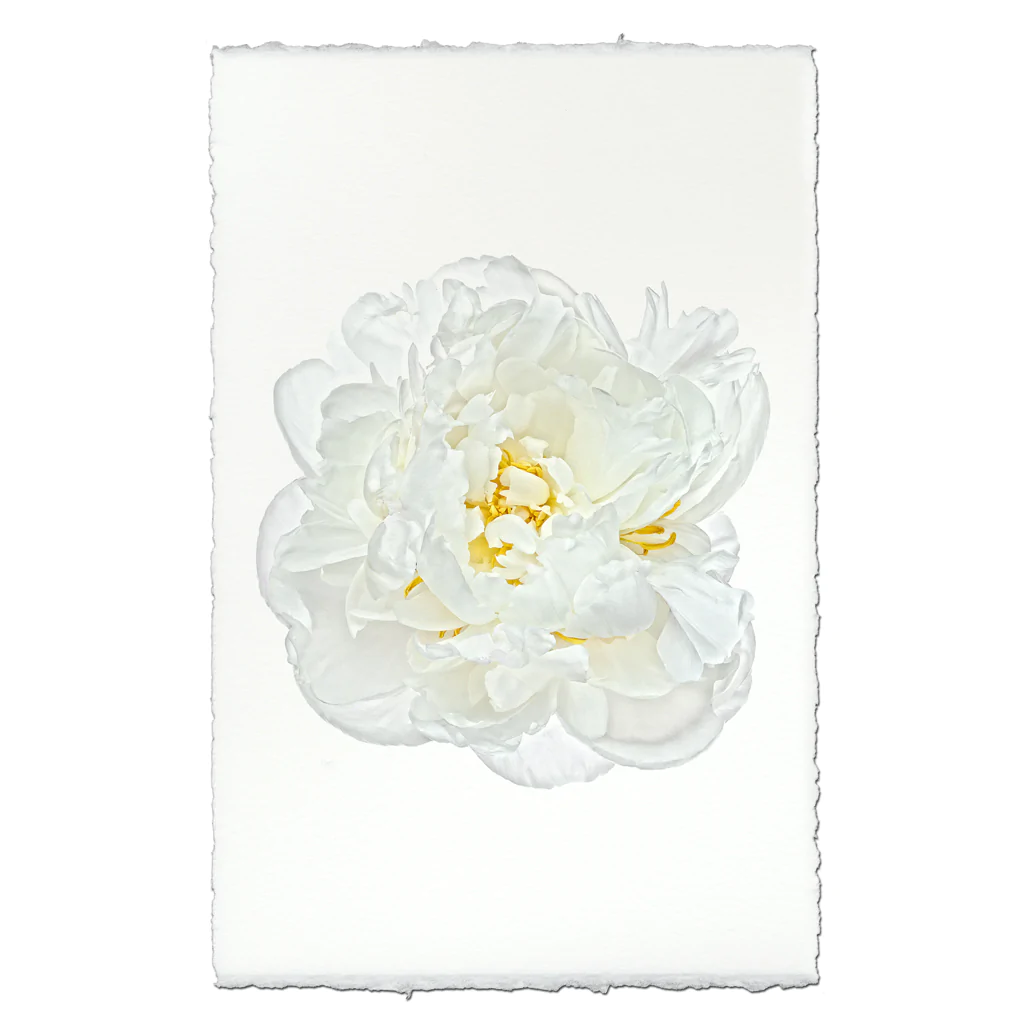 White Peony Wall Art  Barloga Studios