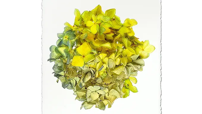 Hydrangeas #8 Wall Art  Barloga Studios