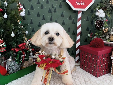 カットコース✂️