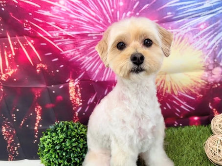 カットコース✂️ミックス犬のクッキーちゃん🍪