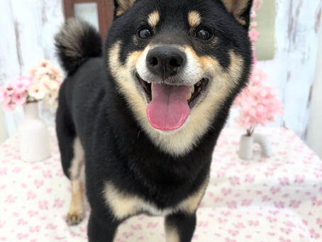 シャンプーコース🧴