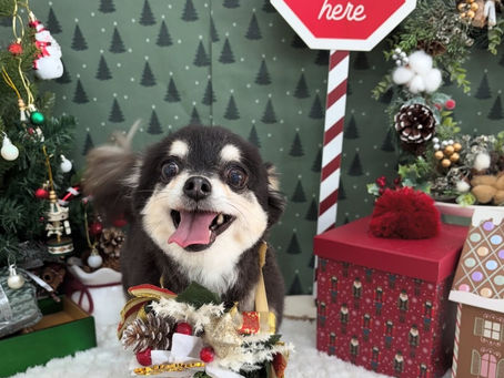 カットコース✂️