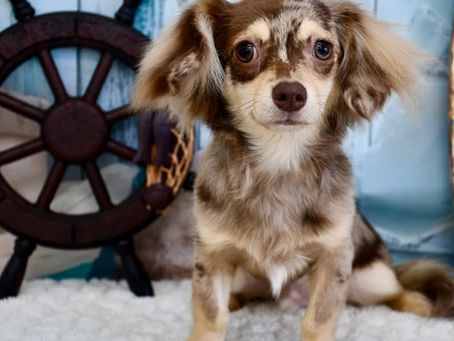 シャンプーコース🧴ミックス犬のげんちゃん🤎