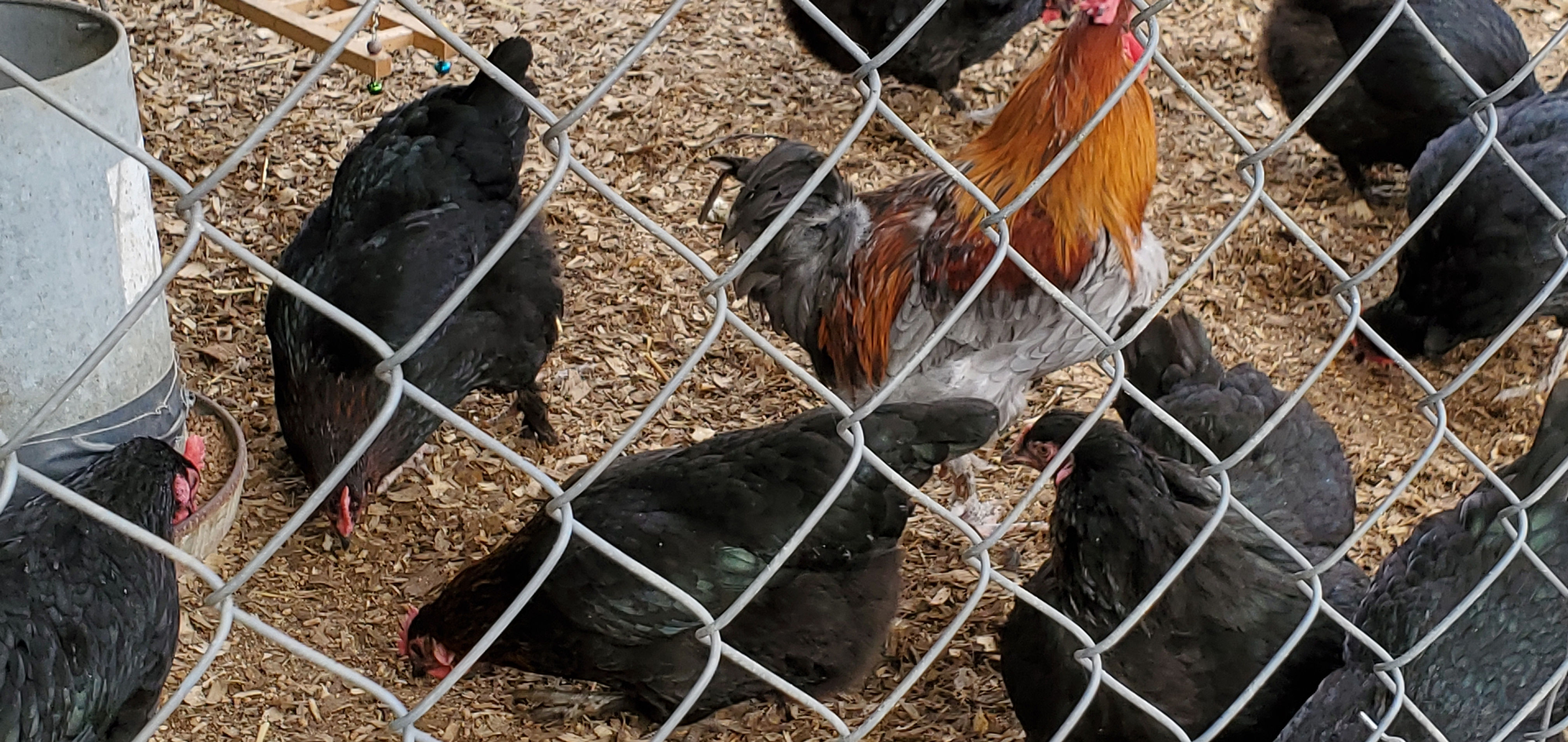Marans  (blue copper, black, black copper,splash)