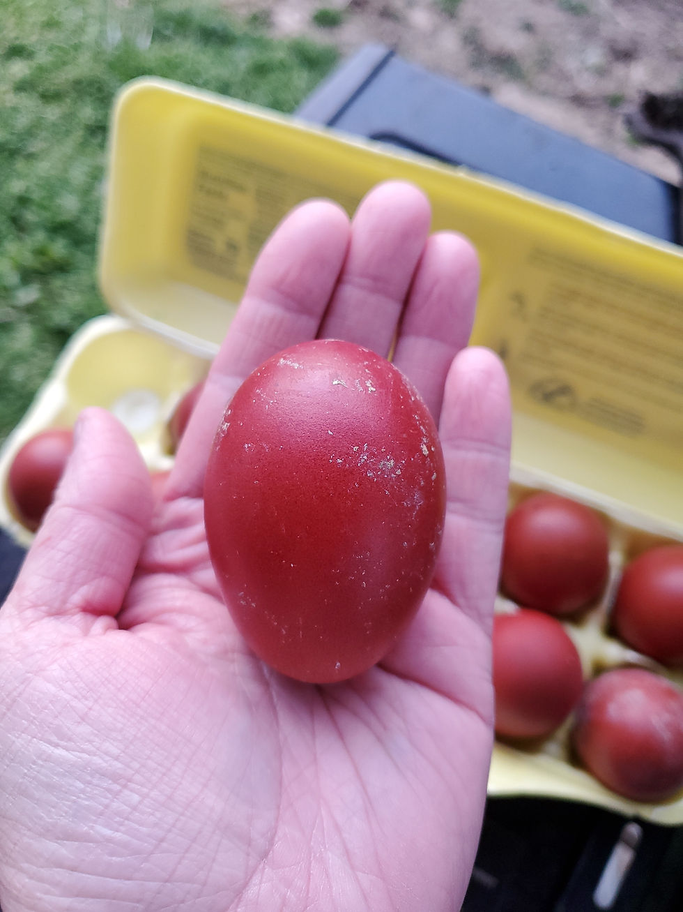 Thumbnail: Marans BBS eggs