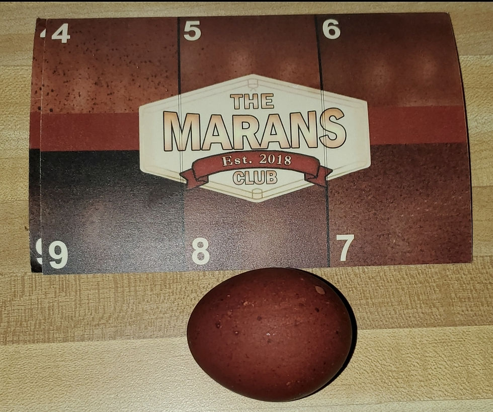 Thumbnail: Marans BBS eggs