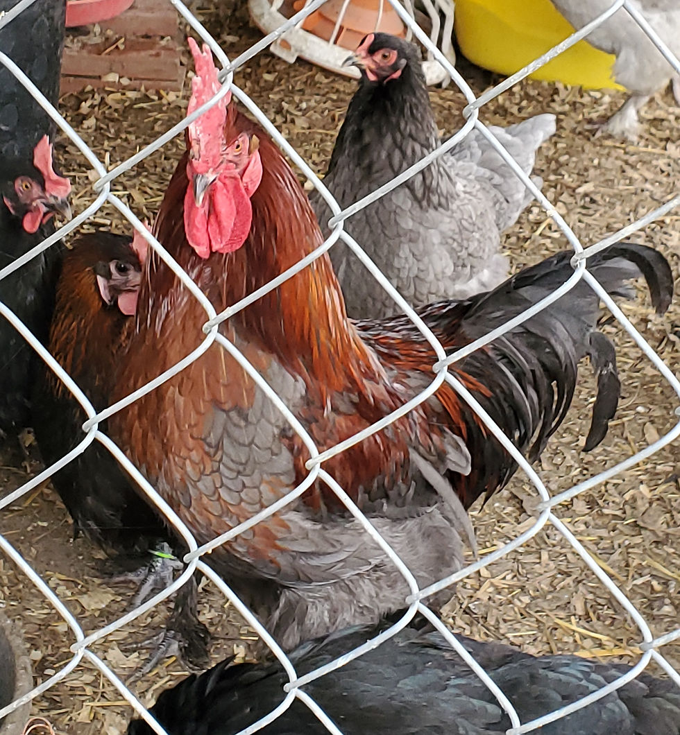 Thumbnail: Marans BBS eggs