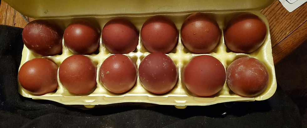 Thumbnail: Marans BBS eggs
