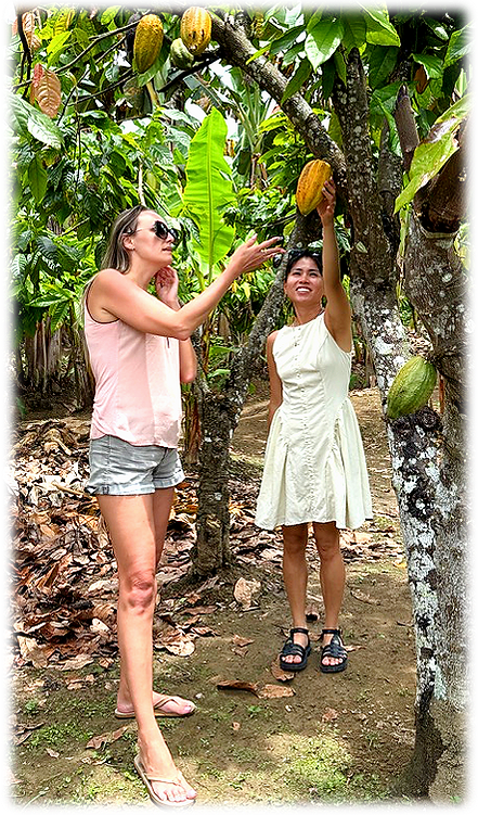 growing traceable single origin organic fine cacao at susuda family farm