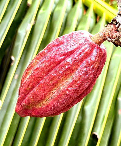Trinitario cocoa fruit cacao pod
