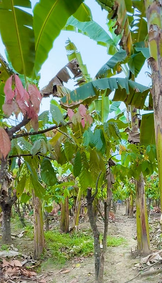 Cacao trees with cocoa pods under banana tree shades