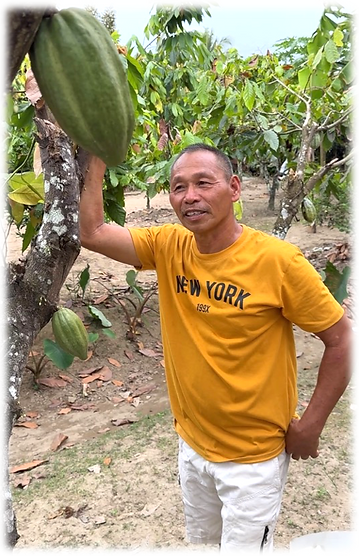 our family cacao farm where we grow our single origin cacao