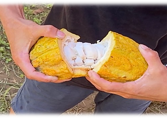 cacao bean opening, harvesting cocoa